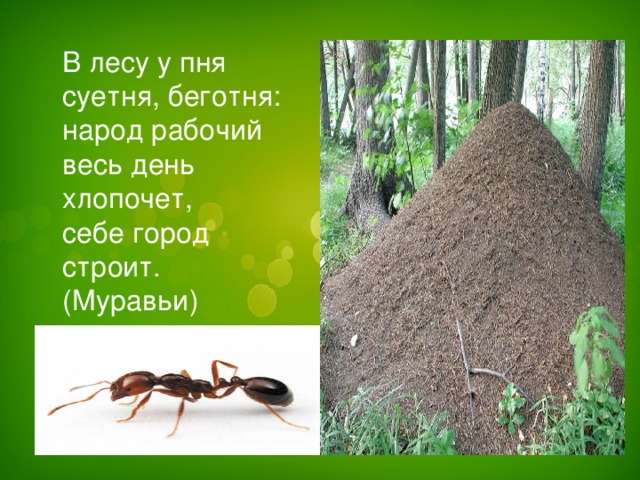 В лесу у пня  суетня, беготня:  народ рабочий  весь день хлопочет,  себе город строит.  (Муравьи)