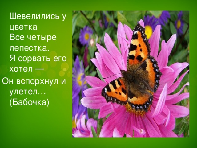 Шевелились у цветка  Все четыре лепестка.  Я сорвать его хотел — Он вспорхнул и улетел… (Бабочка)