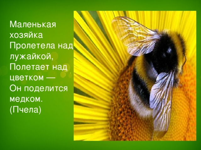 Маленькая хозяйка  Пролетела над лужайкой,  Полетает над цветком —  Он поделится медком.  (Пчела)