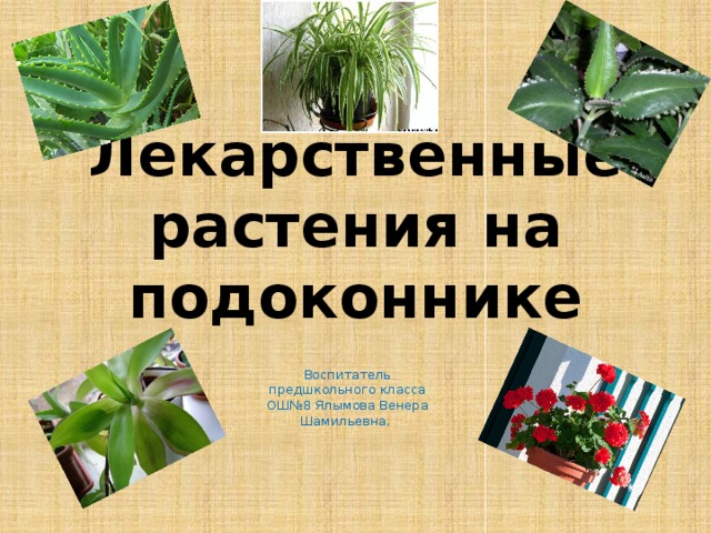Лекарственные растения на подоконнике Воспитатель предшкольного класса ОШ№8 Ялымова Венера Шамильевна,