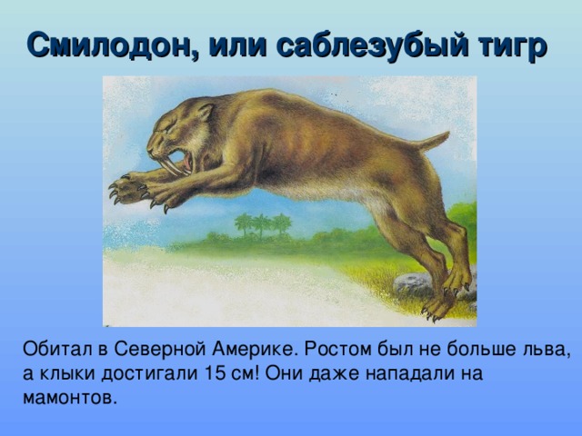 Смилодон, или саблезубый тигр       Обитал в Северной Америке. Ростом был не больше льва, а клыки достигали 15 см! Они даже нападали на мамонтов.