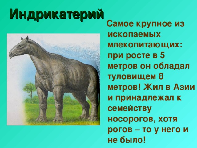 Индрикатерий   Самое крупное из ископаемых млекопитающих: при росте в 5 метров он обладал туловищем 8 метров! Жил в Азии и принадлежал к семейству носорогов, хотя рогов – то у него и не было!