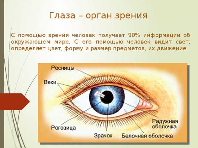 Глаза – орган зрения С помощью зрения человек получает 90% информации об окружающем ми­ре. С его помощью человек видит свет, определяет цвет, форму и размер предметов, их движение.