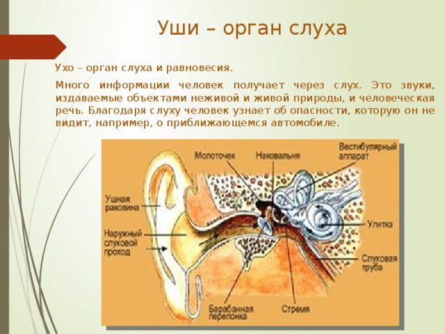 Орган слуха человека. Отметь характеристики части органа слуха