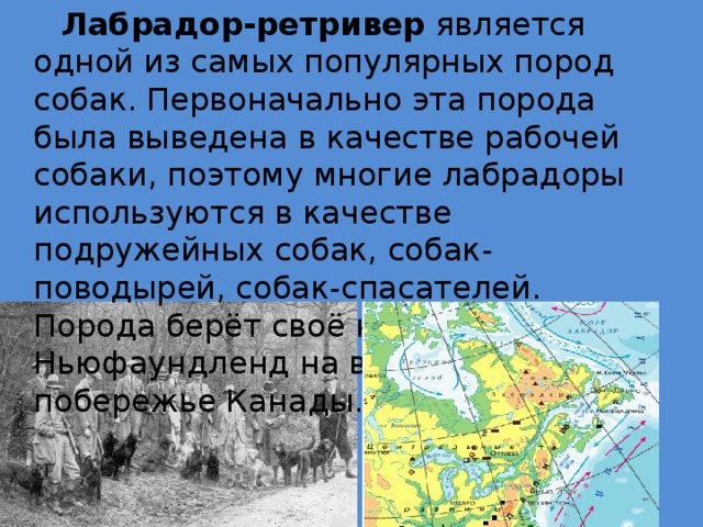 Лабрадор-ретривер  является одной из самых популярных пород собак. Первоначально эта порода была выведена в качестве рабочей собаки, поэтому многие лабрадоры используются в качестве подружейных собак, собак-поводырей, собак-спасателей. Порода берёт своё начало на о. Ньюфаундленд на восточном побережье Канады.