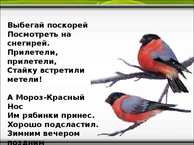 Выбегай поскорей  Посмотреть на снегирей.  Прилетели, прилетели,  Стайку встретили метели!   А Мороз-Красный Нос  Им рябинки принес.  Хорошо подсластил.  Зимним вечером поздним  Ярко-алые грозди.