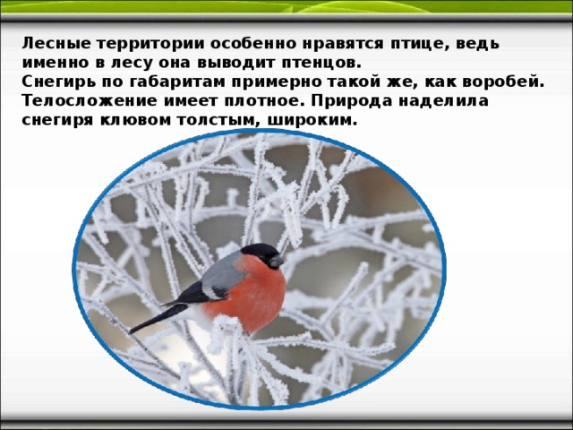 Лесные территории особенно нравятся птице, ведь именно в лесу она выводит птенцов. Снегирь по габаритам примерно такой же, как воробей. Телосложение имеет плотное. Природа наделила снегиря клювом толстым, широким.