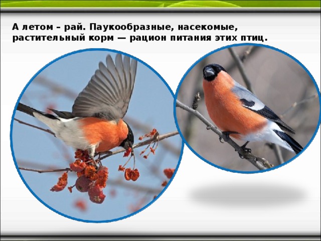 А летом – рай. Паукообразные, насекомые, растительный корм — рацион питания этих птиц.