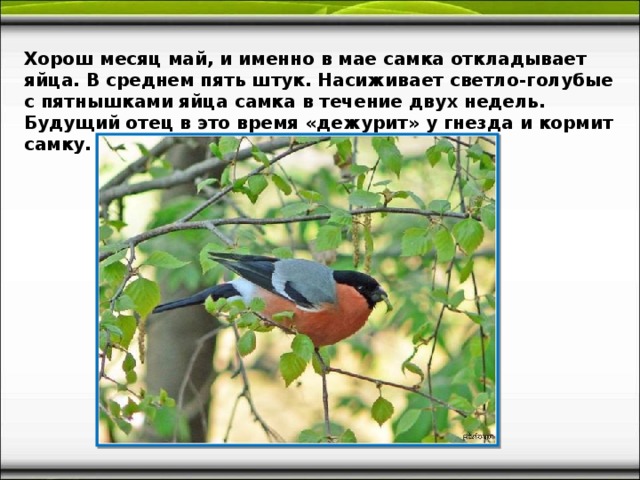 Хорош месяц май, и именно в мае самка откладывает яйца. В среднем пять штук. Насиживает светло-голубые с пятнышками яйца самка в течение двух недель. Будущий отец в это время «дежурит» у гнезда и кормит самку.