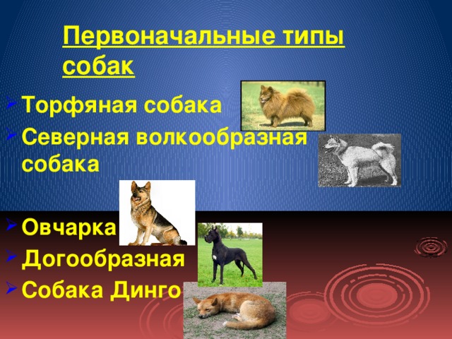 Первоначальные типы собак Торфяная собака Северная волкообразная собака