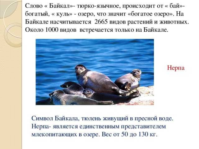Слово « Байкал»- тюрко-язычное, происходит от « бай»- богатый, « куль» - озеро, что значит «богатое озеро». На Байкале насчитывается 2665 видов растений и животных. Около 1000 видов встречается только на Байкале.  Нерпа  Символ Байкала, тюлень живущий в пресной воде. Нерпа- является единственным представителем млекопитающих в озере. Вес от 50 до 130 кг.