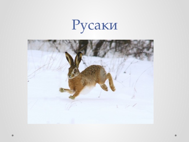 Русаки