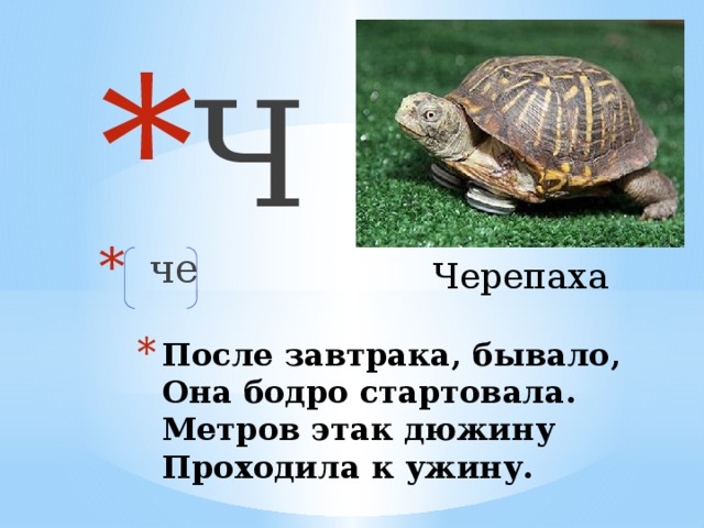 Ч  че Черепаха После завтрака, бывало,  Она бодро стартовала.  Метров этак дюжину  Проходила к ужину.