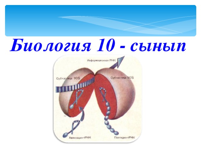 Биология 10 класс презентация. НОКЗ биология. Реферат по биологии 10 класс на любую тему. НОКЗ.