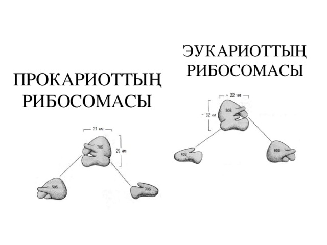 ЭУКАРИОТТЫҢ РИБОСОМАСЫ ПРОКАРИОТТЫҢ РИБОСОМАСЫ