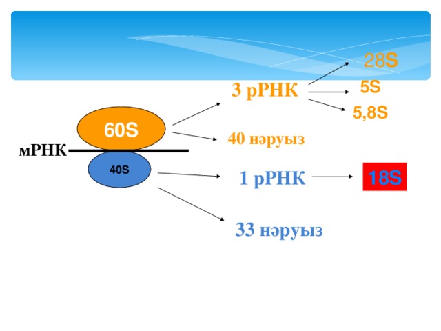 28 S 5S 3 рРНК 5,8S 60S 40 нәруыз мРНК 40S 1 рРНК 18S 33 нәруыз