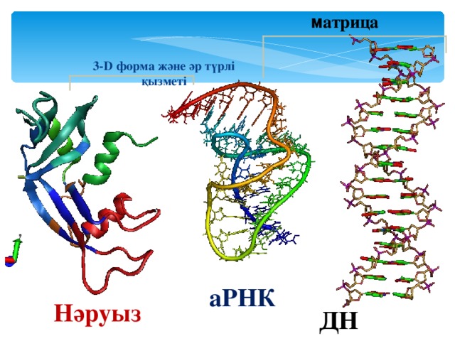м атрица 3-D форма және әр түрлі қызметі аРНК Нәруыз ДНК