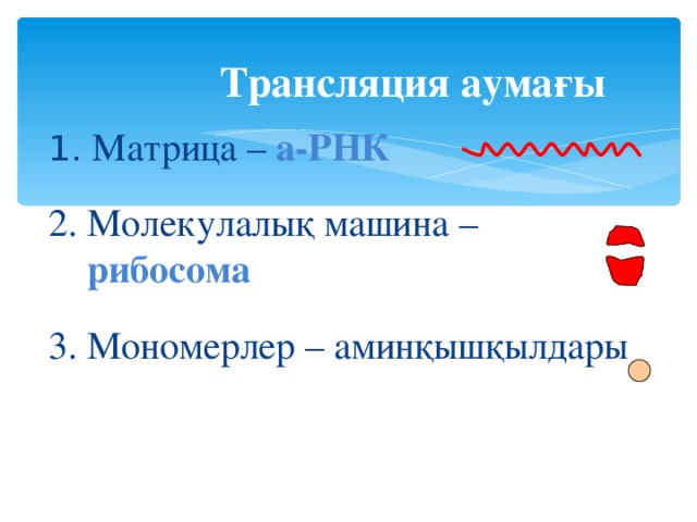 Трансляция аумағы 1. Матрица – а-РНК 2. Молекулалық машина –  рибосома 3. Мономерлер – аминқышқылдары