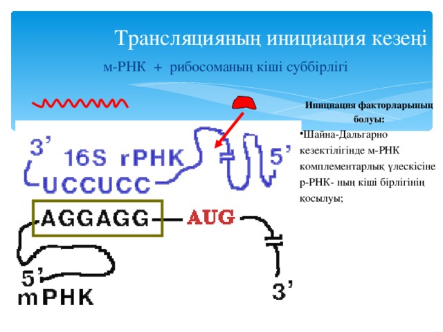Трансляцияның инициация кезеңі м-РНК + рибосоманың кіші суббірлігі Инициация факторларының болуы: