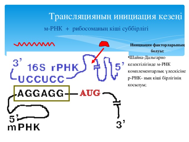 Трансляцияның соңғы өнімі