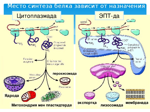 Место синтеза белка зависит от назначения Цитоплазмада ЭПТ-да перокисомада Ядрода  мембранада экспортқа Митохондрия мен пластидтерде  лизосомада