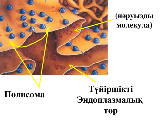 Полипептид (нәруызды молекула) Түйіршікті Эндоплазмалық тор Полисома