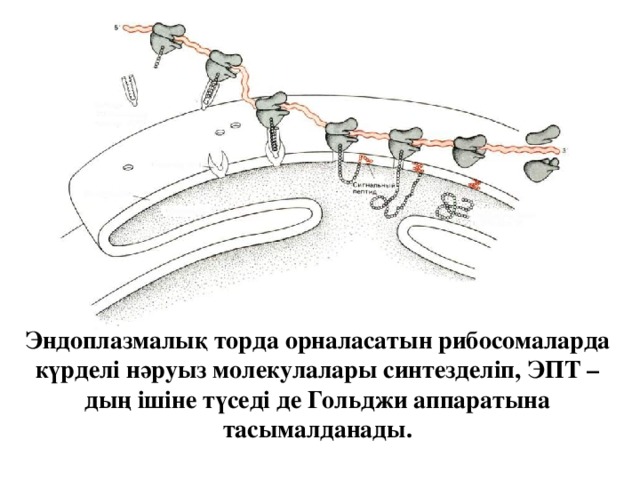 Эндоплазмалық торда орналасатын рибосомаларда күрделі нәруыз молекулалары синтезделіп, ЭПТ –дың ішіне түседі де Гольджи аппаратына тасымалданады.