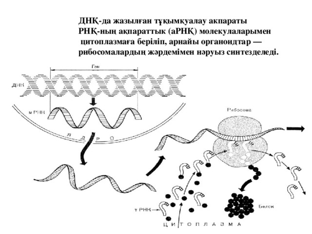 ДНҚ-да жазылған тұқымқуалау акпараты РНҚ-ның ақпараттык (аРНҚ) молекулаларымен   цитоплазмаға  беріліп, арнайы органоидтар — рибосомалардың жәрдемімен нәруыз синтезделеді. 9