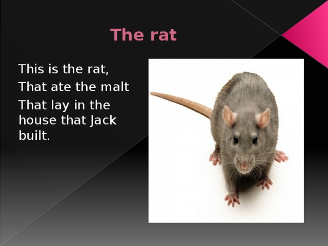 The rat This is the rat, That ate the malt That lay in the house that Jack built.