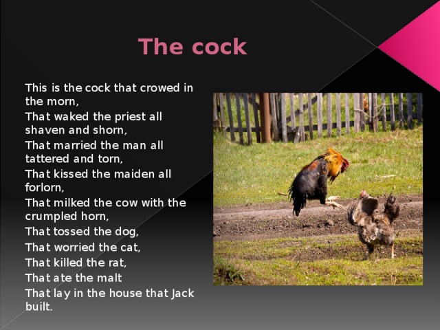 The cock This is the cock that crowed in the morn, That waked the priest all shaven and shorn, That married the man all tattered and torn, That kissed the maiden all forlorn, That milked the cow with the crumpled horn, That tossed the dog, That worried the cat, That killed the rat, That ate the malt That lay in the house that Jack built.