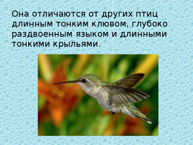 Она отличаются от других птиц длинным тонким клювом, глубоко раздвоенным языком и длинными тонкими крыльями.