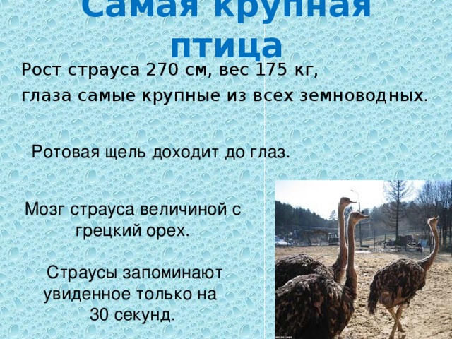 Самая крупная птица Рост страуса 270 см, вес 175 кг, глаза самые крупные из всех земноводных. Ротовая щель доходит до глаз. Мозг страуса величиной с грецкий орех.  Страусы запоминают увиденное только на 30 секунд.