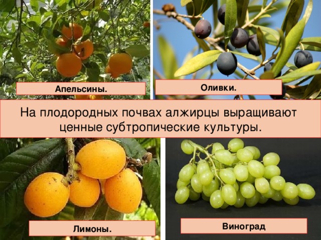 Оливки. Апельсины. На плодородных почвах алжирцы выращивают ценные субтропические культуры. Виноград Лимоны.