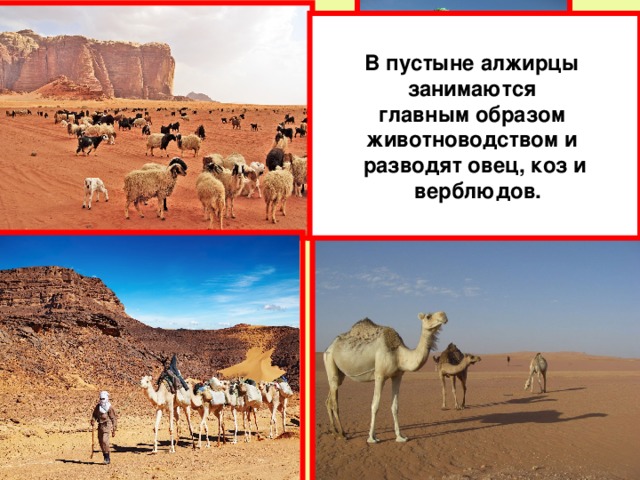 В пустыне алжирцы занимаются главным образом животноводством и разводят овец, коз и  верблюдов.