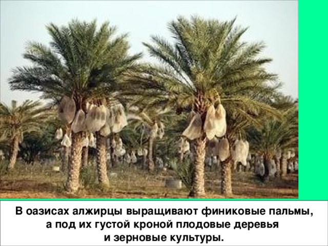 В оазисах алжирцы выращивают финиковые пальмы, а под их густой кроной плодовые деревья и зерновые культуры.