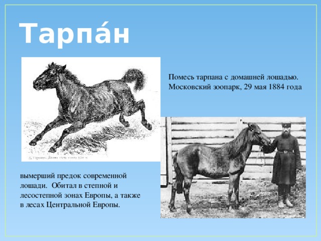 Тарпа́н Помесь тарпана с домашней лошадью. Московский зоопарк, 29 мая 1884 года вымерший предок современной лошади. Обитал в степной и лесостепной зонах Европы, а также в лесах Центральной Европы.