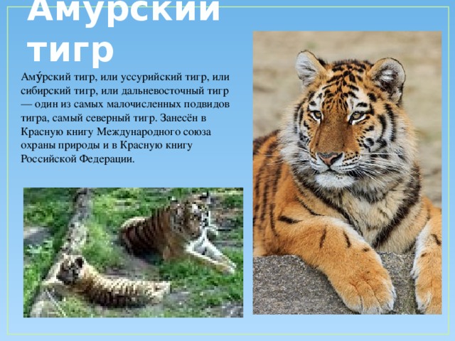Амурский тигр Аму́рский тигр, или уссурийский тигр, или сибирский тигр, или дальневосточный тигр — один из самых малочисленных подвидов тигра, самый северный тигр. Занесён в Красную книгу Международного союза охраны природы и в Красную книгу Российской Федерации.
