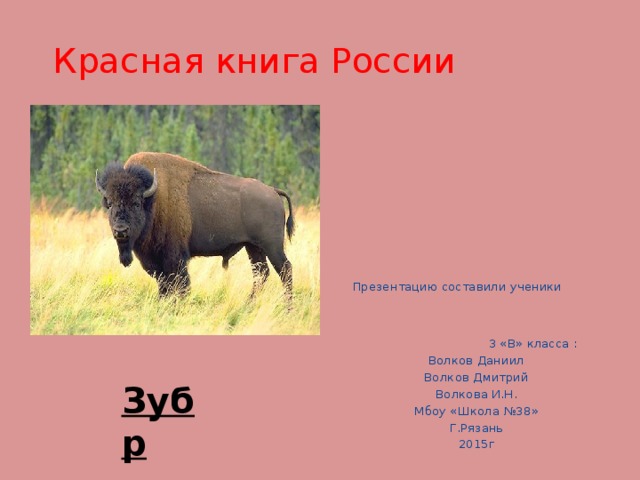 Зубр занесен в красную. Животные Вологодской области занесенные в красную книгу зубры. ЗУБР красная книга краткое описание 2 класс. Животные занесенные в красную книгу России ЗУБР. Проект красная книга России ЗУБР.