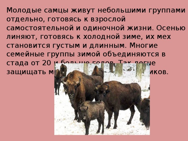 Молодые самцы живут небольшими группами отдельно, готовясь к взрослой самостоятельной и одиночной жизни. Осенью линяют, готовясь к холодной зиме, их мех становится густым и длинным. Многие семейные группы зимой объединяются в стада от 20 и больше голов. Так легче защищать маленьких телят от хищников.