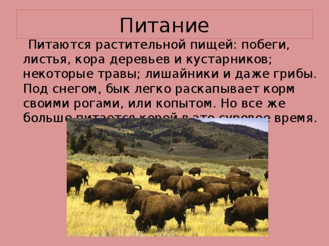 Питание   Питаются растительной пищей: побеги, листья, кора деревьев и кустарников; некоторые травы; лишайники и даже грибы. Под снегом, бык легко раскапывает корм своими рогами, или копытом. Но все же больше питается корой в это суровое время.