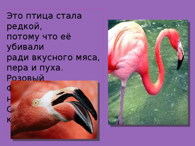 Это птица стала редкой, потому что её убивали ради вкусного мяса, пера и пуха. Розовый Фламинго занесён на Страницы Красной книги.