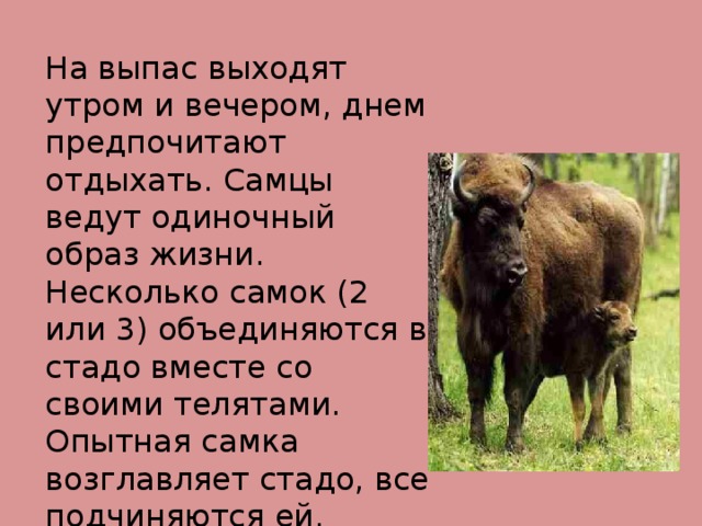 На выпас выходят утром и вечером, днем предпочитают отдыхать. Самцы ведут одиночный образ жизни. Несколько самок (2 или 3) объединяются в стадо вместе со своими телятами. Опытная самка возглавляет стадо, все подчиняются ей.