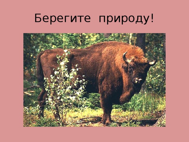 Берегите природу!