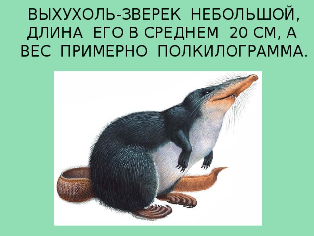 ВЫХУХОЛЬ-ЗВЕРЕК НЕБОЛЬШОЙ, ДЛИНА ЕГО В СРЕДНЕМ 20 СМ, А ВЕС ПРИМЕРНО ПОЛКИЛОГРАММА.