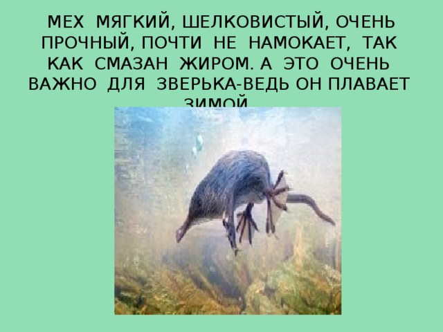 МЕХ МЯГКИЙ, ШЕЛКОВИСТЫЙ, ОЧЕНЬ ПРОЧНЫЙ, ПОЧТИ НЕ НАМОКАЕТ, ТАК КАК СМАЗАН ЖИРОМ. А ЭТО ОЧЕНЬ ВАЖНО ДЛЯ ЗВЕРЬКА-ВЕДЬ ОН ПЛАВАЕТ ЗИМОЙ.