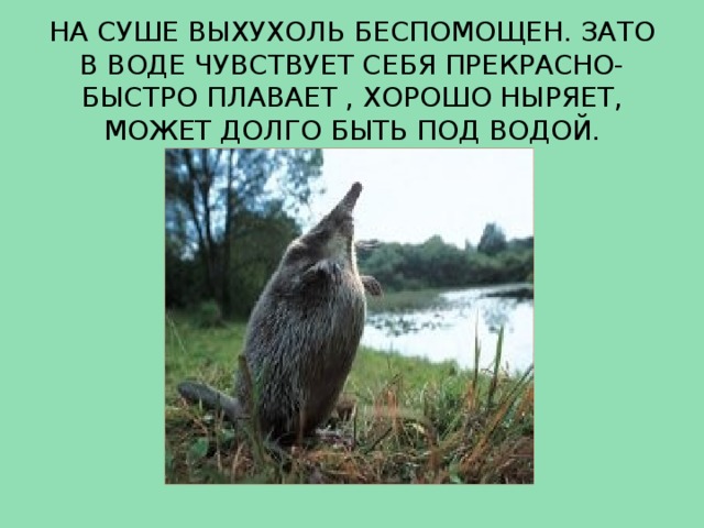 НА СУШЕ ВЫХУХОЛЬ БЕСПОМОЩЕН. ЗАТО В ВОДЕ ЧУВСТВУЕТ СЕБЯ ПРЕКРАСНО-БЫСТРО ПЛАВАЕТ , ХОРОШО НЫРЯЕТ, МОЖЕТ ДОЛГО БЫТЬ ПОД ВОДОЙ.