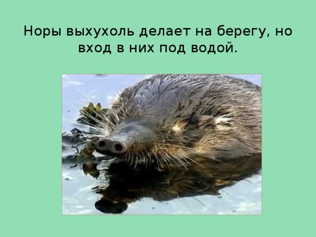 Норы выхухоль делает на берегу, но вход в них под водой.