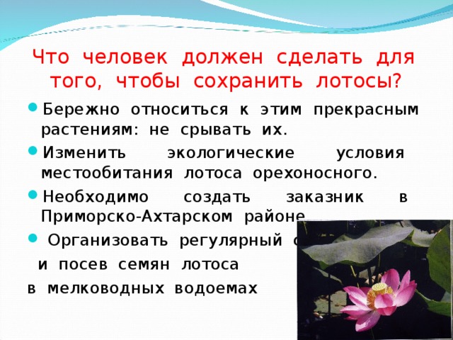 Что человек должен сделать для того, чтобы сохранить лотосы? Бережно относиться к этим прекрасным растениям: не срывать их. Изменить экологические условия местообитания лотоса орехоносного. Необходимо создать заказник в Приморско-Ахтарском районе.  Организовать регулярный сбор  и посев семян лотоса в мелководных водоемах