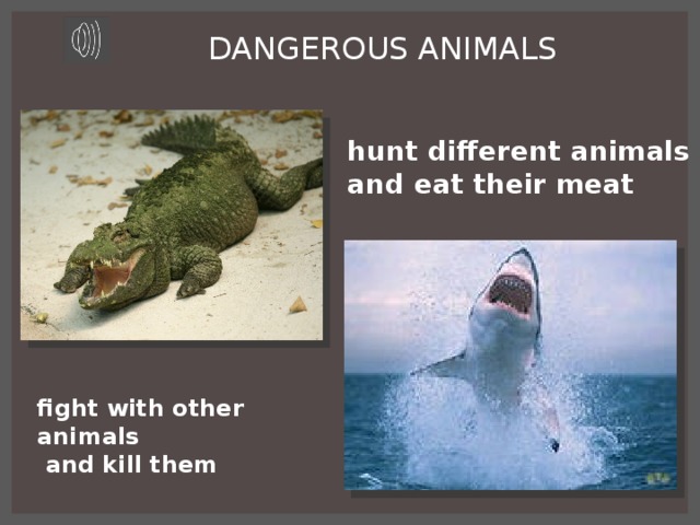 DANGEROUS ANIMALS hunt different animals and eat their meat fight with other animals  and kill them