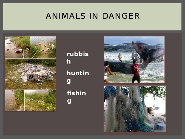Animals in Danger rubbish hunting fishing